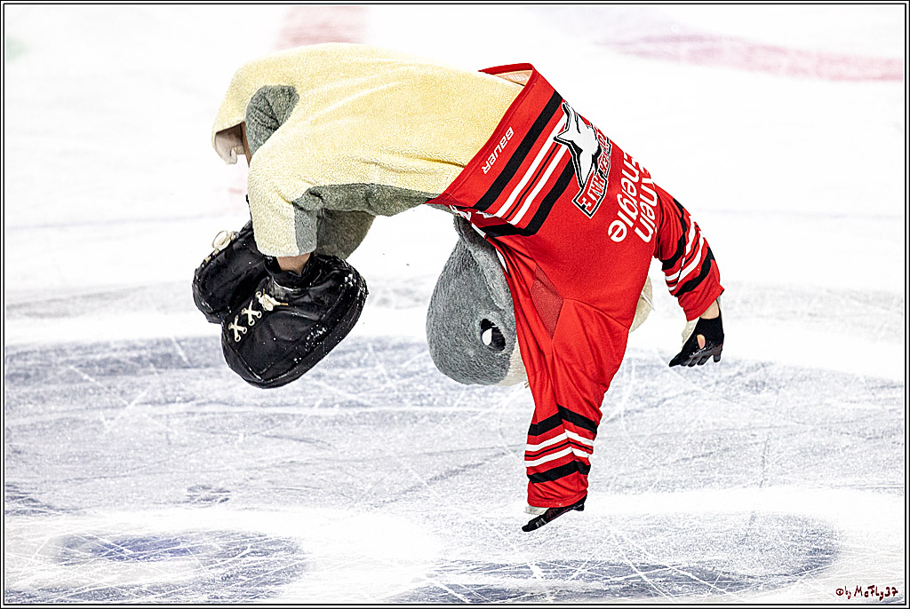 DEL; Koelner Haie - Straubing Tigers; Koeln, 17.11.2019